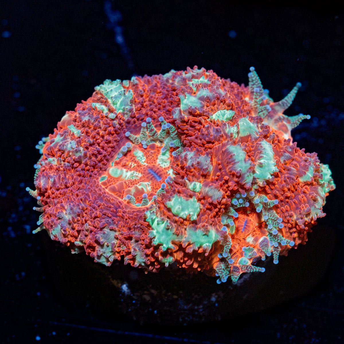 Deep red Blood Moon Acan Micromussa with colorful coral specimen in a reef aquarium