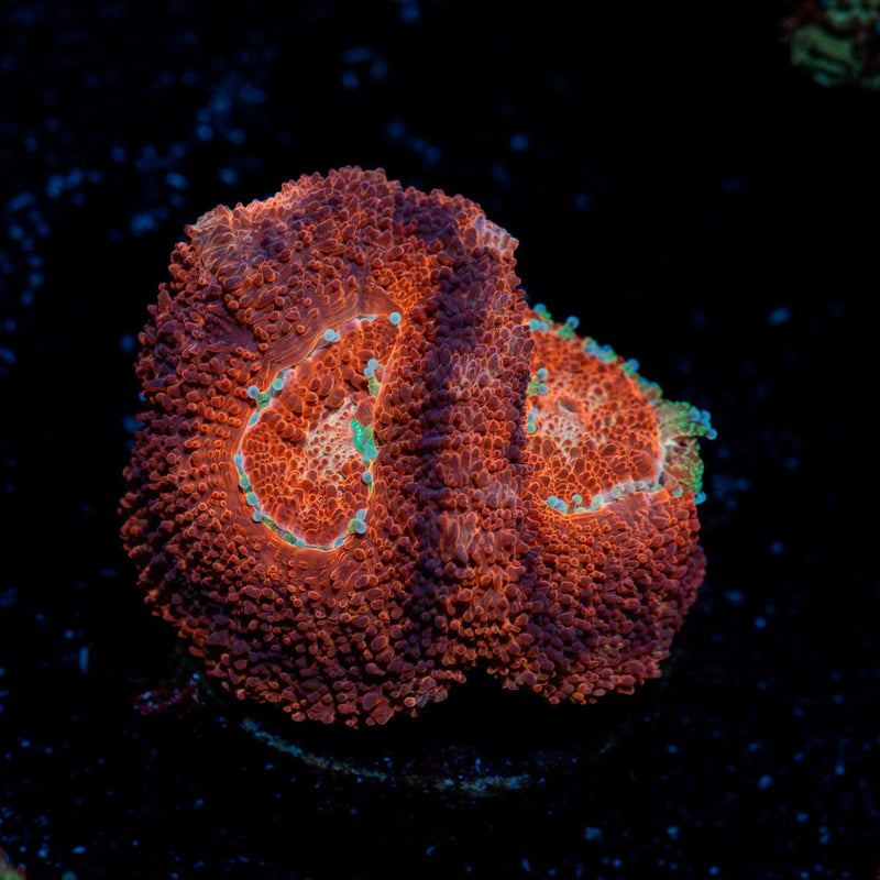 Blood Moon Asian Acan Coral with fleshy polyps in reef aquarium