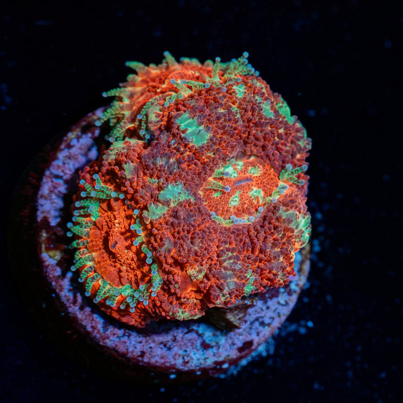 Blood Moon asian acan coral with fleshy polyps in reef aquarium