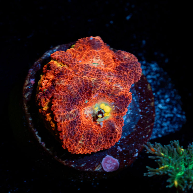 Blood Moon asian acan coral with fleshy polyps in reef aquarium