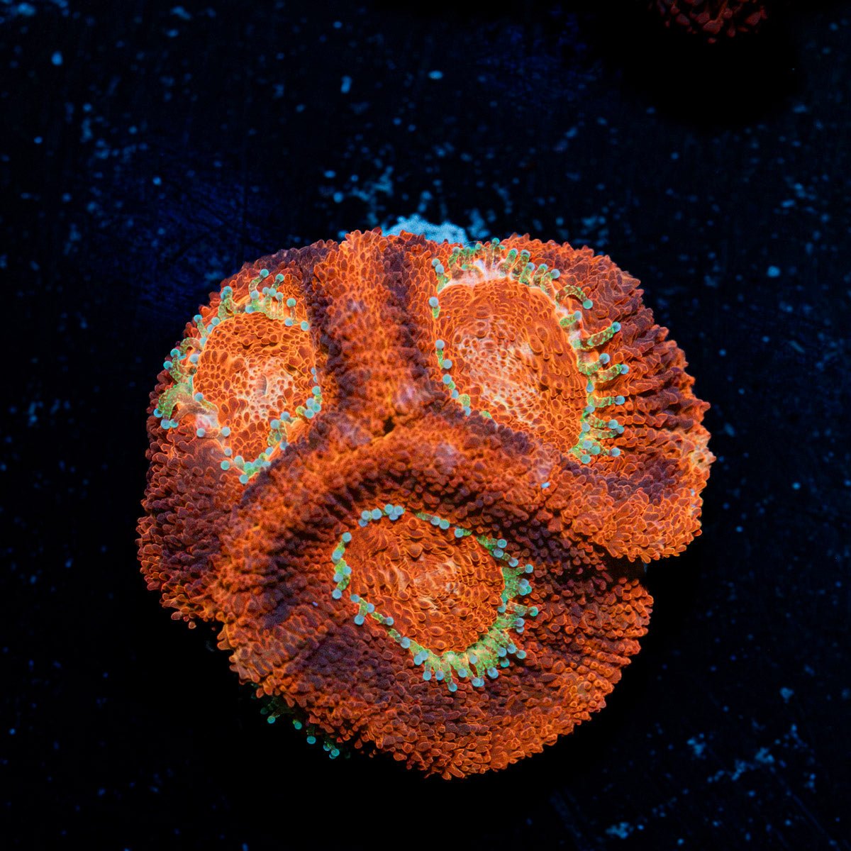 Blood Moon Asian Acan Coral with fleshy polyps in reef aquarium