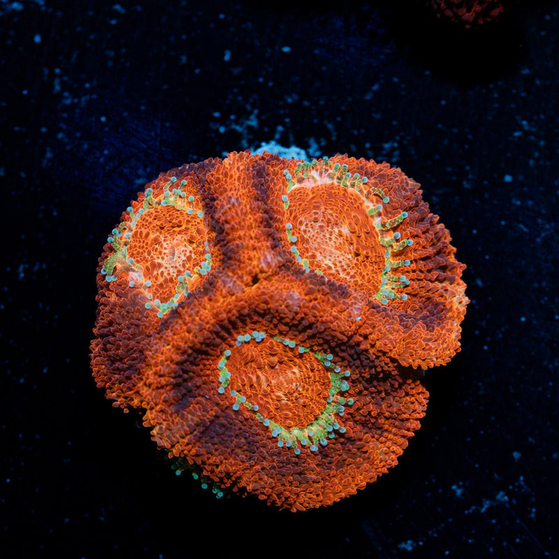 Blood Moon Asian Acan Coral with fleshy polyps in reef aquarium