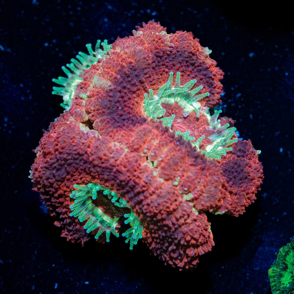 Blood Moon Asian Acan Coral with fleshy polyps in reef aquarium