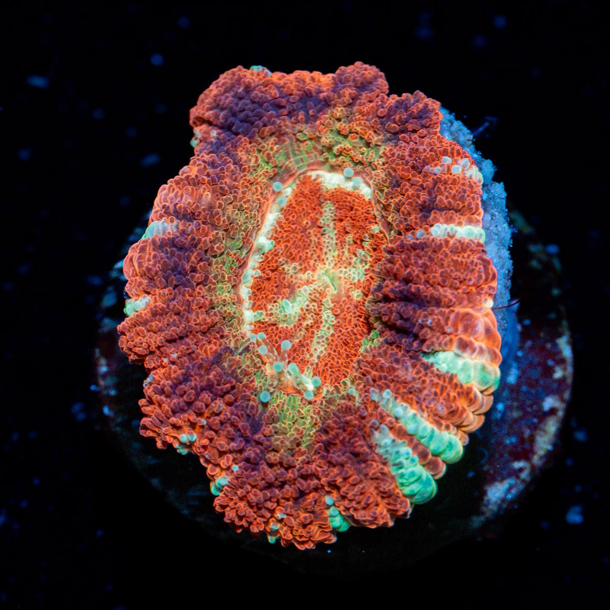Blood Moon Asian Acan Coral with fleshy polyps in reef aquarium