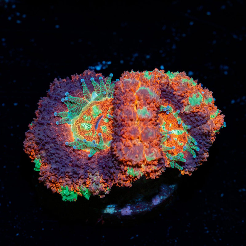 Blood Moon Asian Acan Coral with fleshy polyps in reef aquarium
