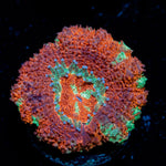 Blood Moon Asian Acan Coral with fleshy polyps in reef aquarium