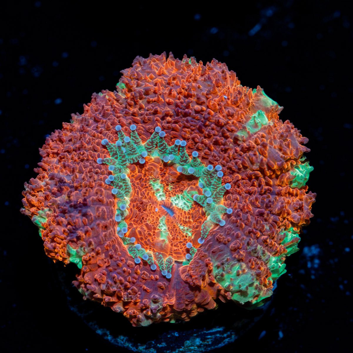 Blood Moon Asian Acan Coral with fleshy polyps in reef aquarium