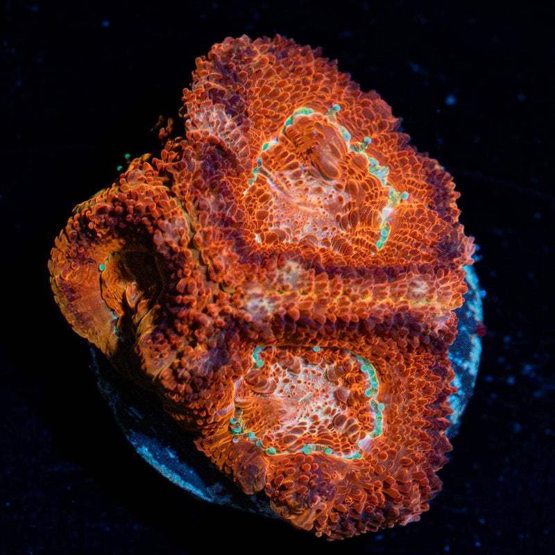 Blood Moon Asian Acan Coral with fleshy polyps in reef aquarium