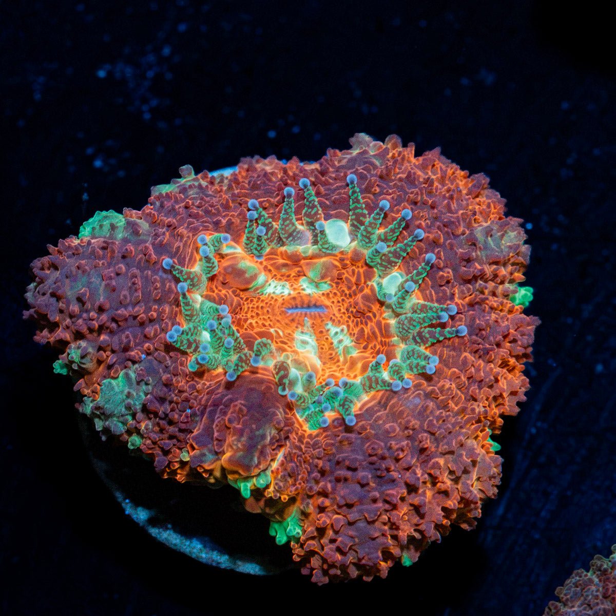 Blood Moon Asian Acan Coral with fleshy polyps in reef aquarium