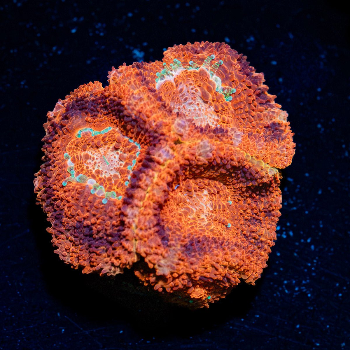 blood-moon-asian-acan-coral-