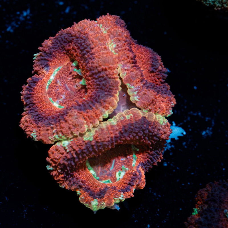 Blood Moon Asian Acan Coral with fleshy polyps in reef aquarium