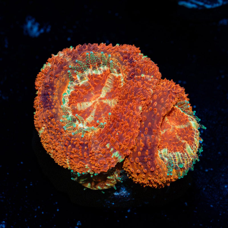 Blood Moon Asian Acan Coral with fleshy polyps in reef aquarium