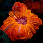 Blood Orange Cynarina coral with fleshy open polyp in reef aquarium