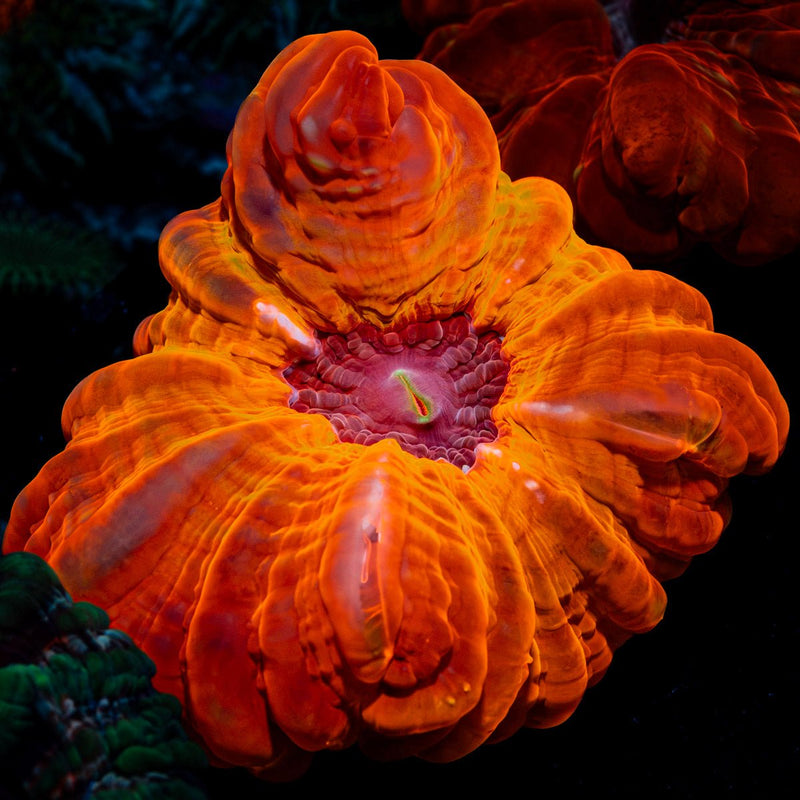 Blood Orange Cynarina coral with fleshy open polyp in reef aquarium