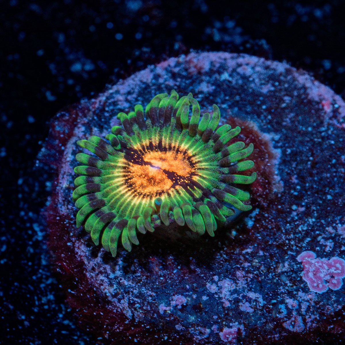 Blood Shots Zoanthid with deep red patterning matting in a reef aquarium