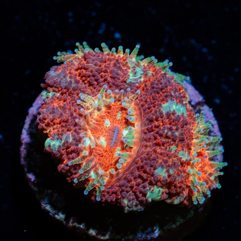 BloodMoon Asian Acan Coral with fleshy polyps in reef aquarium