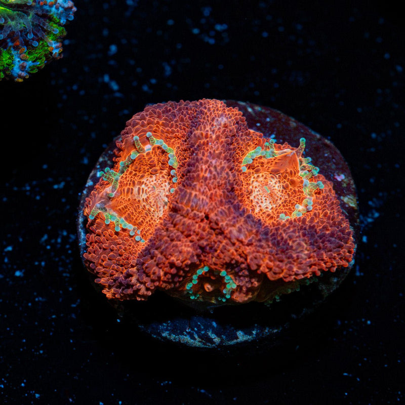 BloodMoon Asian Acan Coral with fleshy polyps in reef aquarium