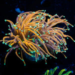 Blow Torch Euphyllia with flowing tentacles in a saltwater aquarium