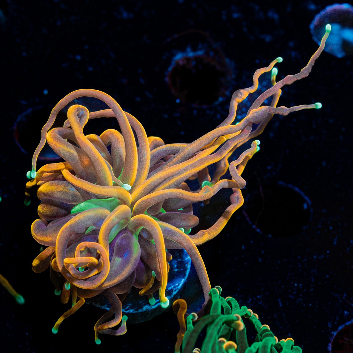 Blow Torch Euphyllia with flowing tentacles in a saltwater aquarium