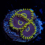 Blue Jay Zoanthid Coral with colony growth in reef aquarium