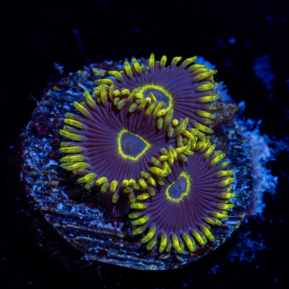 Blue Jay Zoanthid Coral with colony growth in reef aquarium