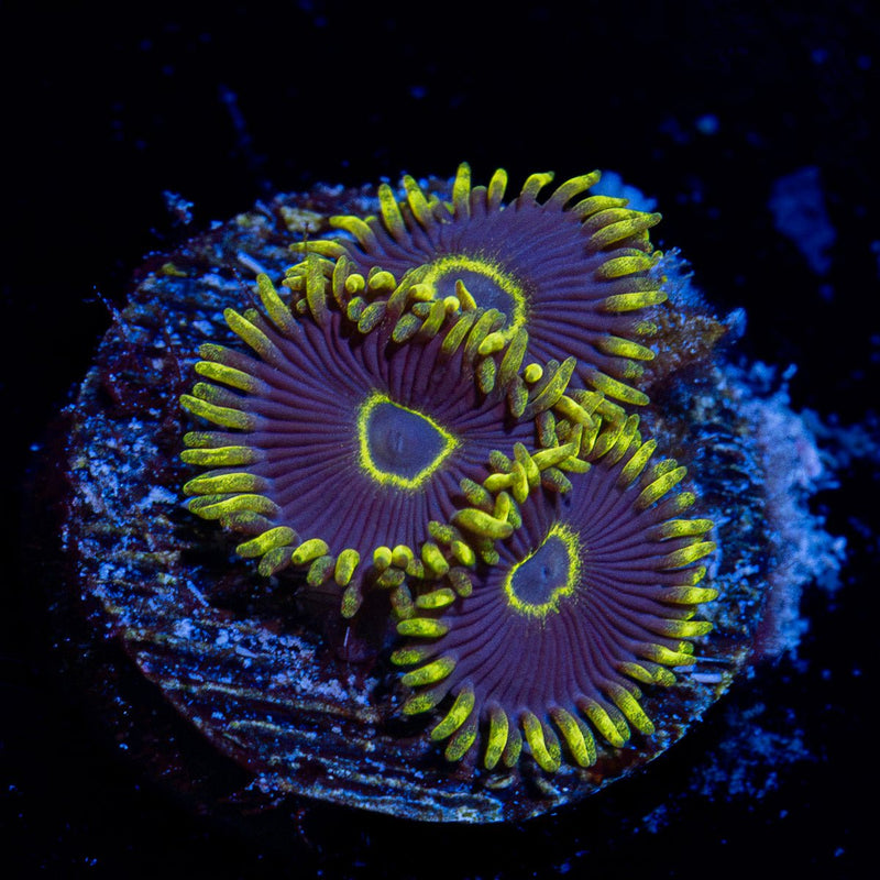 Blue Jay Zoanthid Coral with colony growth in reef aquarium