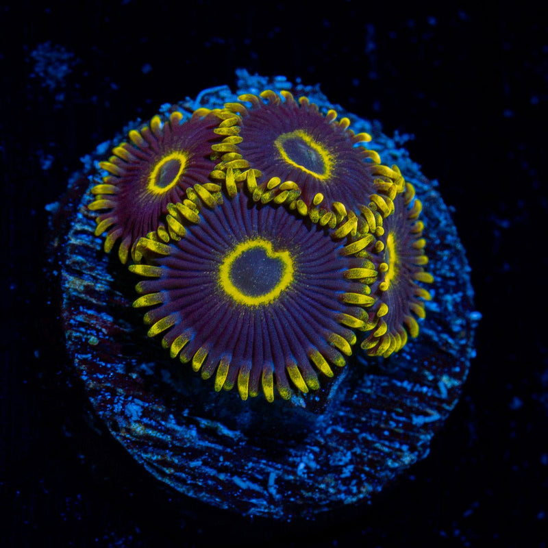 Blue Jay Zoanthid Coral with colony growth in reef aquarium
