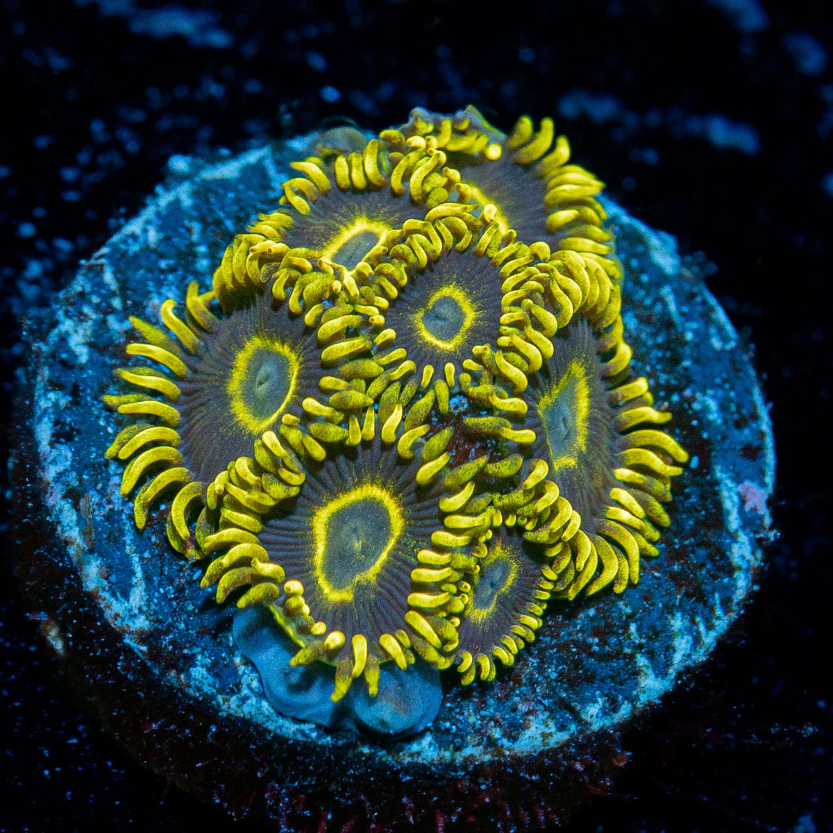 Blue Jay Zoanthid colony growth in reef aquarium