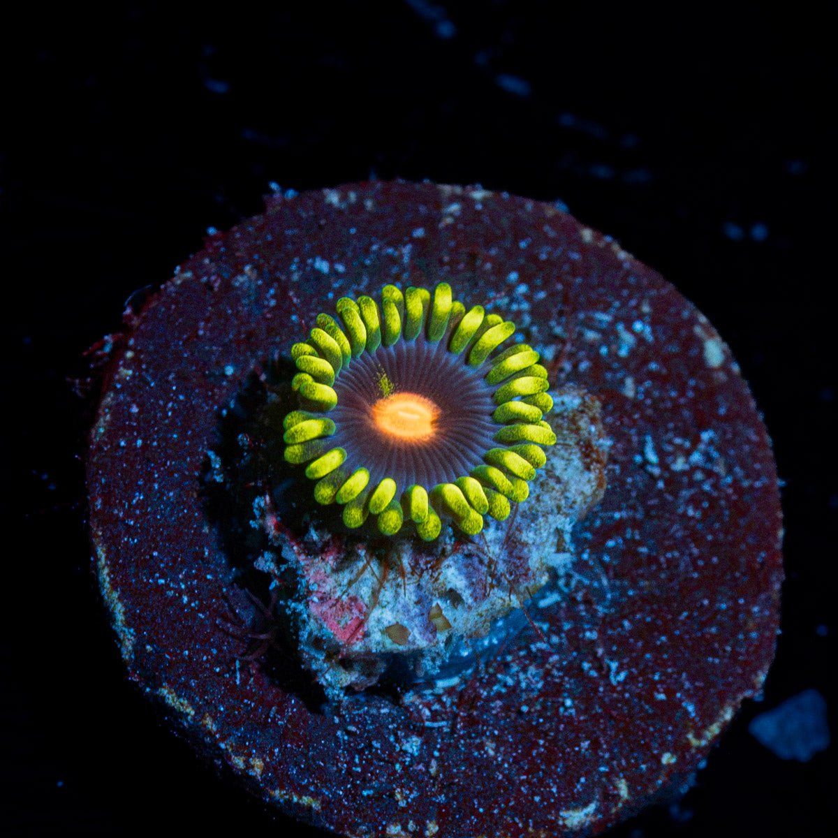 Blue Jay Zoanthid Coral colony growth in reef aquarium