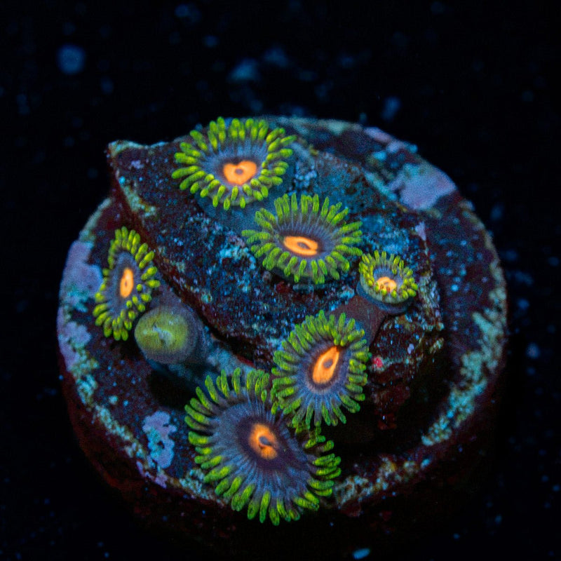 Blue Jays Zoanthid Coral