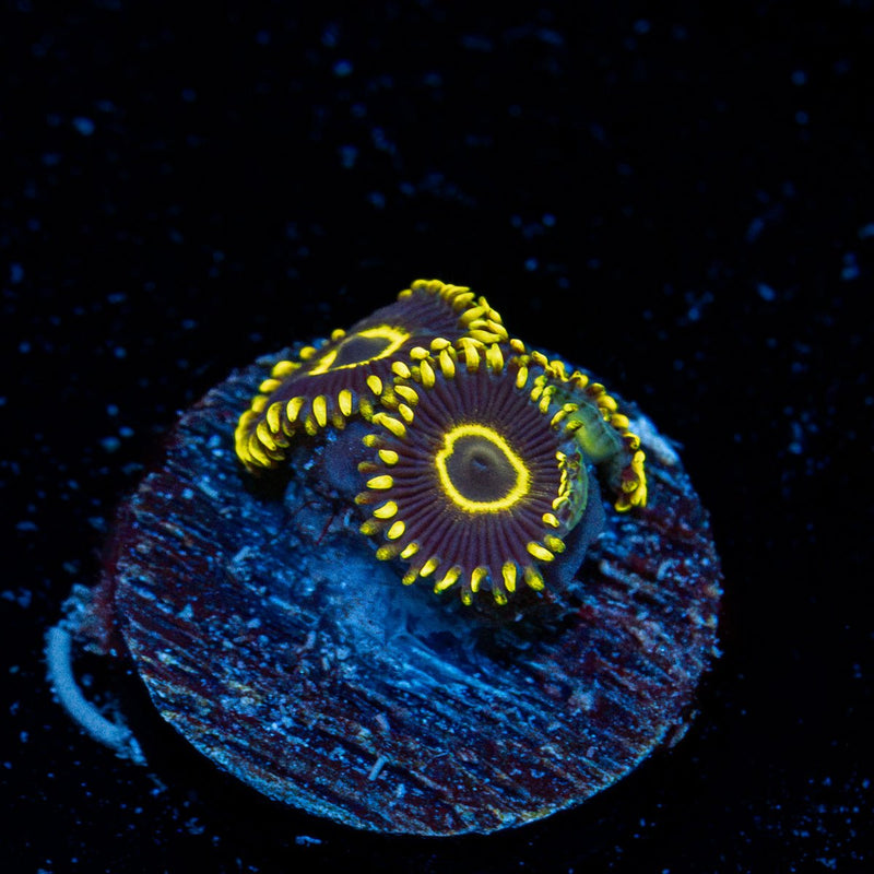 Blue Jays zoanthid coral colony growth in reef aquarium