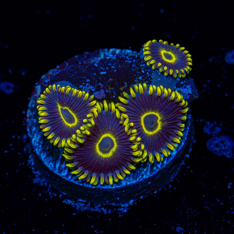 Blue Jays zoanthid coral colony growth in reef aquarium