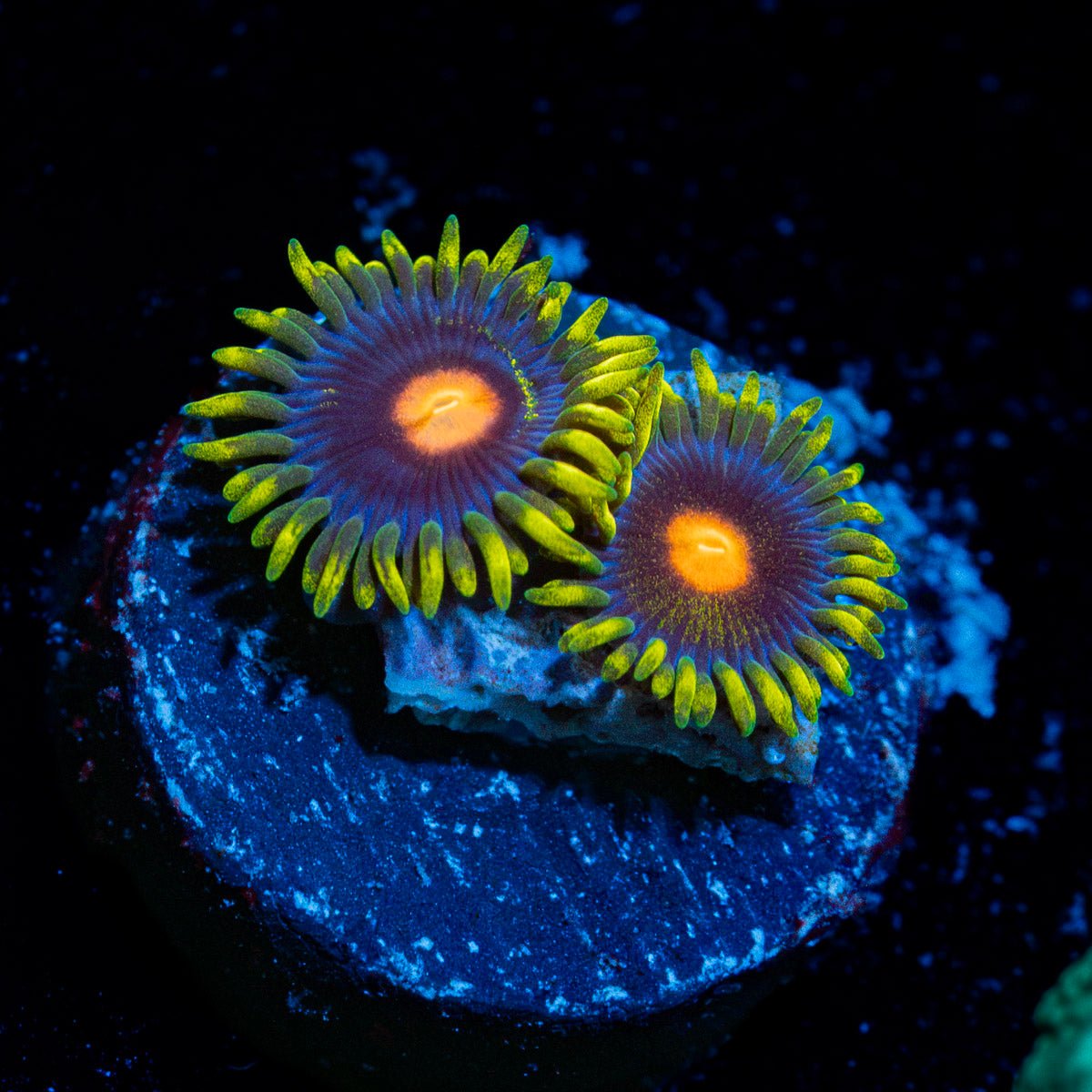 Blue Jays Zoanthid Coral with colony growth in reef aquarium