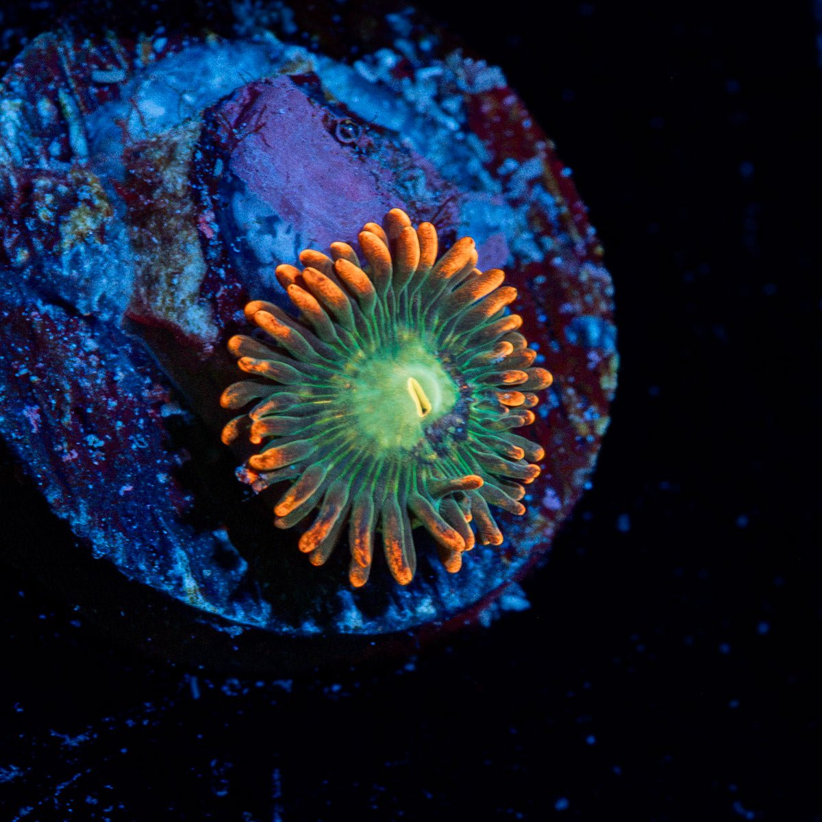 Blueberry Yum Yum Zoanthid colony growth in reef aquarium