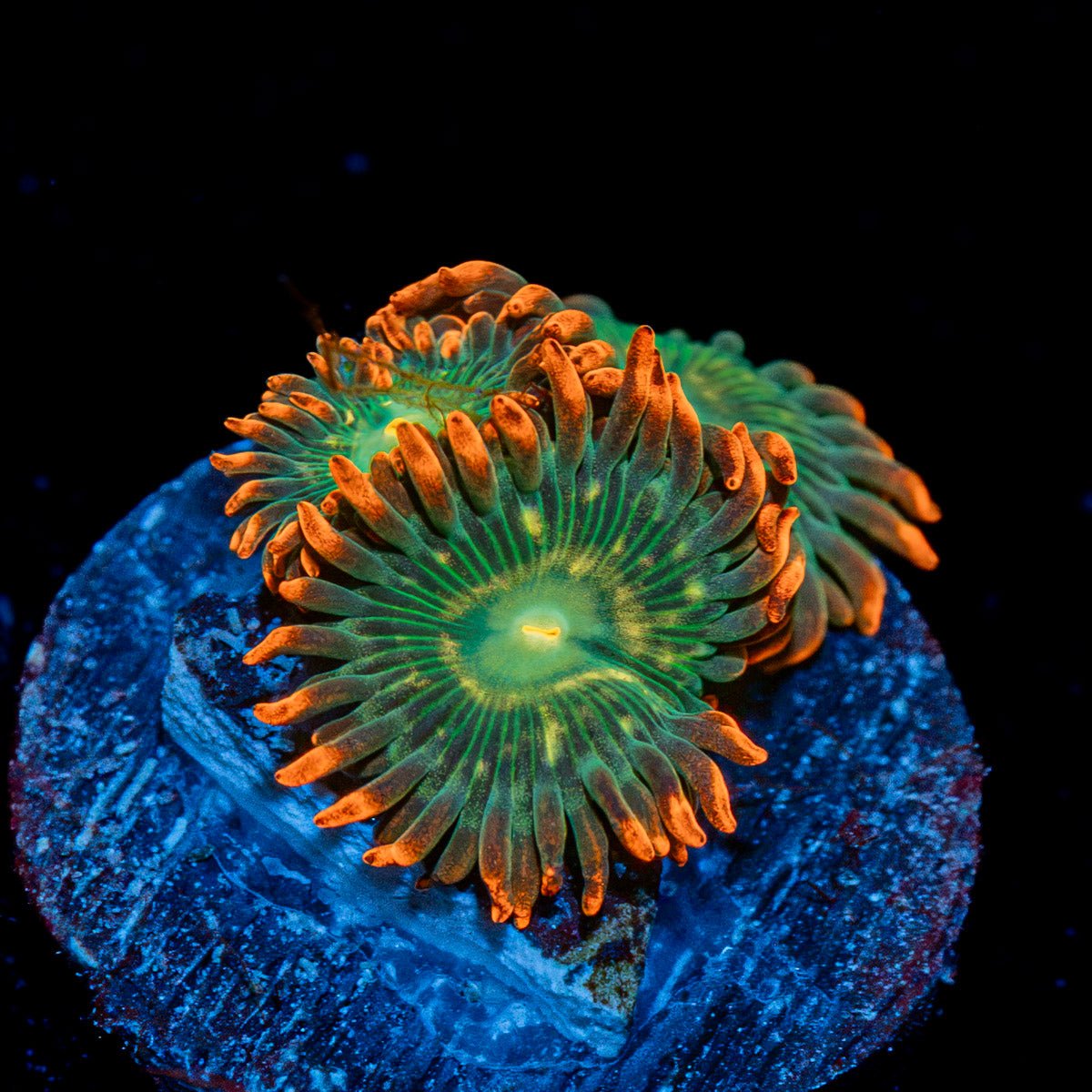 Blueberry Yum Yum Zoanthid with colony growth in reef aquarium