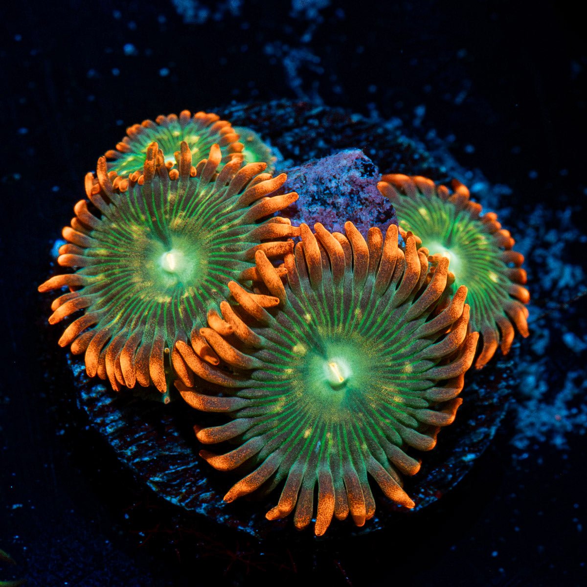 Blueberry Yum Yum Zoanthid Coral colony growth in reef aquarium
