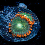 Blueberry Yum Yum zoanthid coral colony growth in reef aquarium