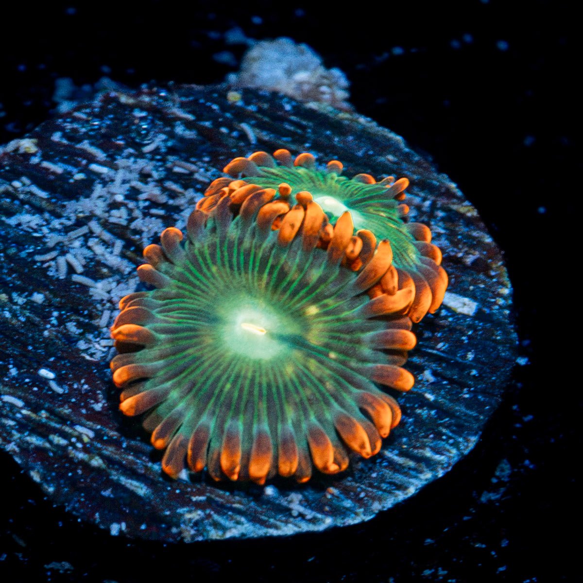 Blueberry Yum Yum zoanthid coral colony growth in reef aquarium