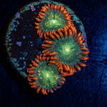 Blueberry Yum Yum Zoanthid Coral colony growth in reef aquarium