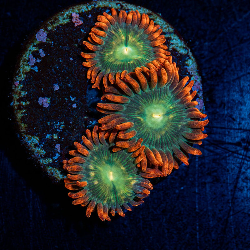 Blueberry Yum Yum Zoanthid  Coral
