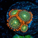Blueberry Yum Yum Zoanthid Coral with colony growth in reef aquarium