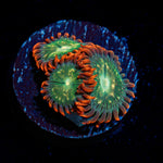 Blueberry Yum Yum Zoanthid Coral with colony growth in reef aquarium