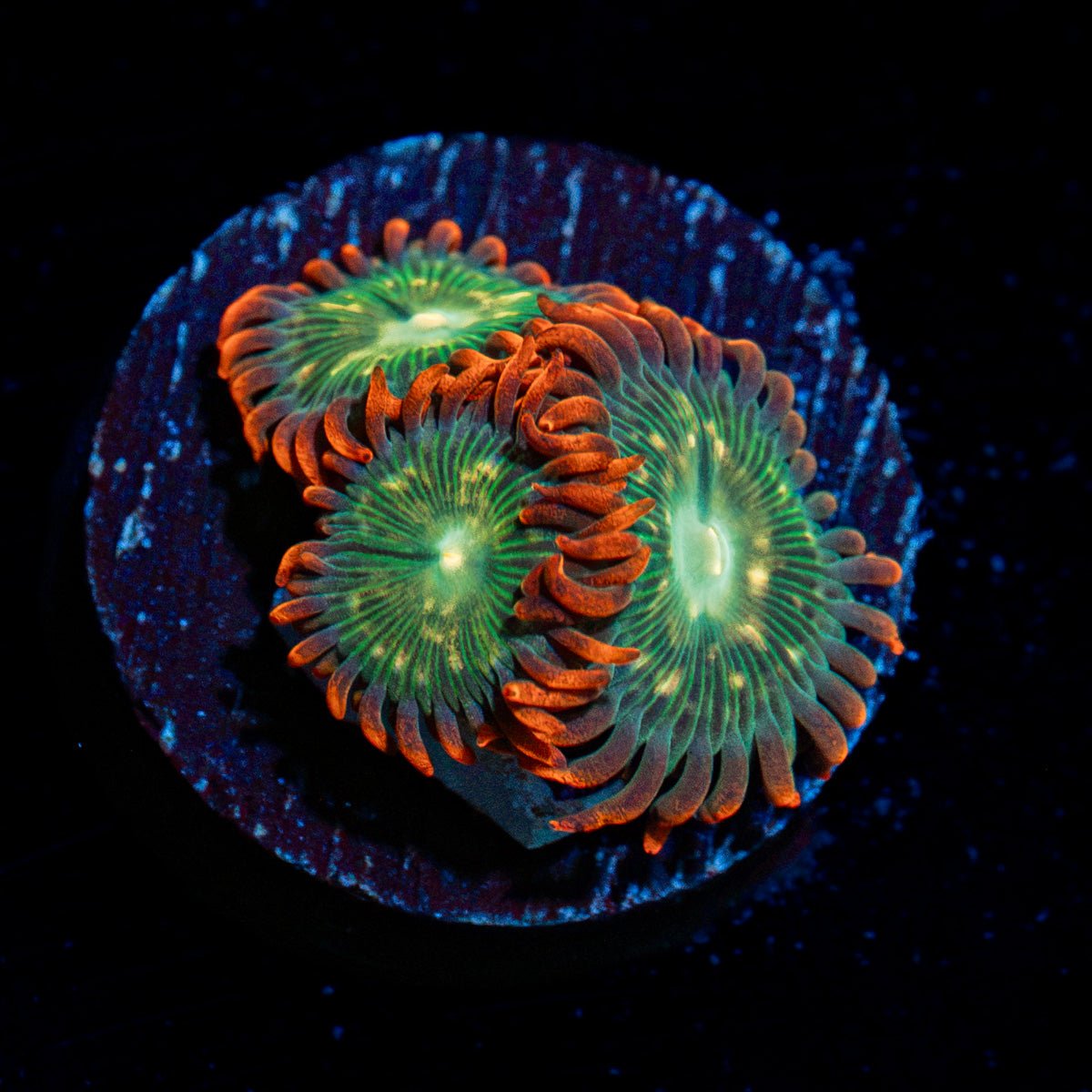 Blueberry Yum Yum Zoanthid Coral with colony growth in reef aquarium