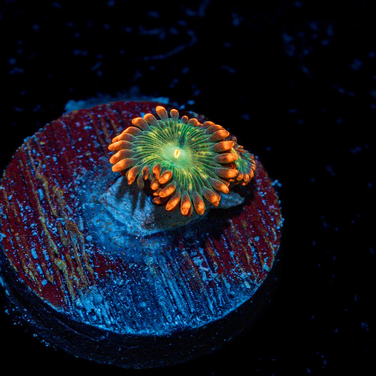 Blueberry Yum Yum Zoanthid Coral colony growth in reef aquarium