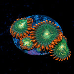 Blueberry Yum Yum Zoanthid Coral colony growth in reef aquarium