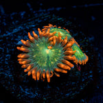 Blueberry Yum yum Zoanthid Coral with colony growth in reef aquarium