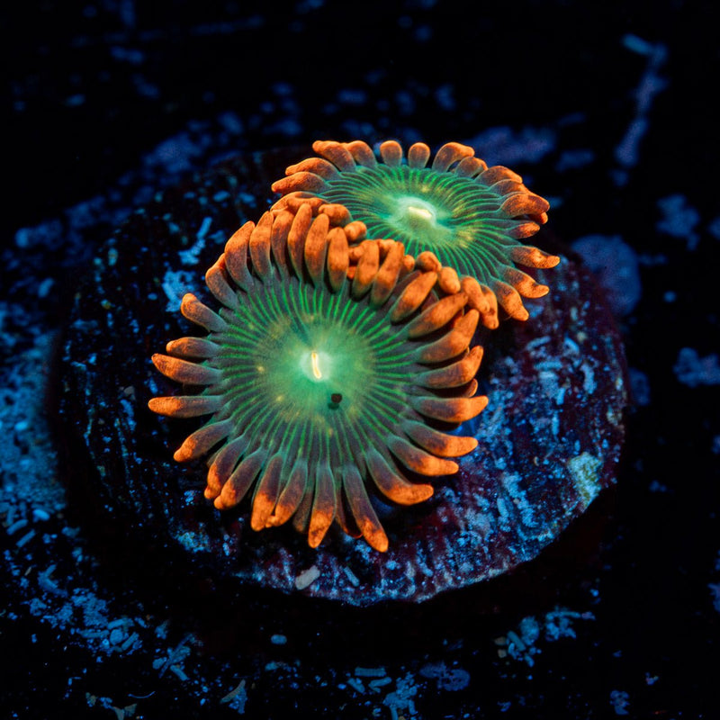 Blueberry Yum yum Zoanthid Coral colony growth in reef aquarium