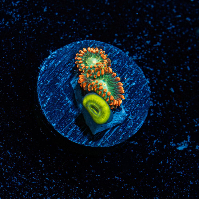Blueberry Yum Yum Zoanthids Coral colony growth in reef aquarium