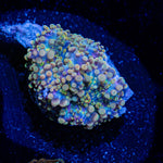 Blues Clues Yuma Mushroom Coral with mushroom disc in reef aquarium