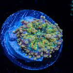 Blues Clues Yuma Mushroom Coral with mushroom disc in reef aquarium